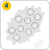 How Venclexta Works - Step 4