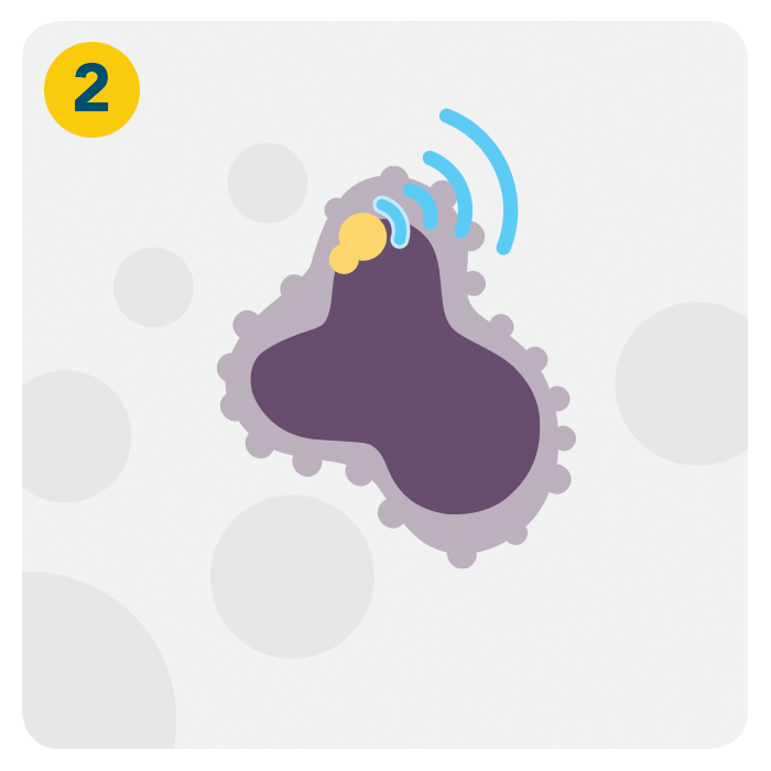 How ibrutinib works - Step 2